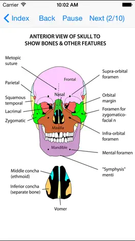 Game screenshot Anatomy Lectures Head and Neck mod apk