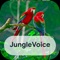 Jungle Voices is a very good entertainment games which makes entertainment and helps to know more about names and sounds of animals and birds