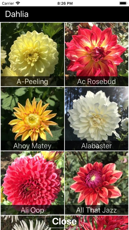 Instant Dahlia screenshot-4