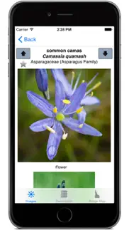 idaho wildflowers iphone screenshot 4