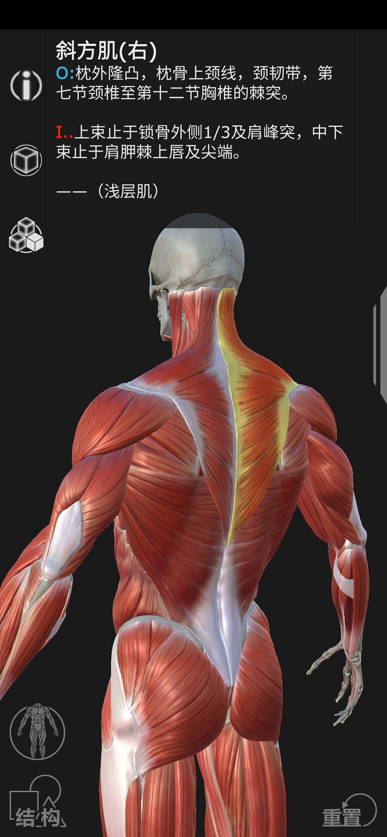 Artist's Anatomy
