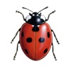 European Ladybirds - iPadアプリ