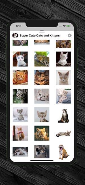 Super Cute Cats and Kittens(圖4)-速報App