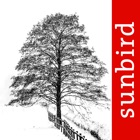 Winter Tree Id - British Isles