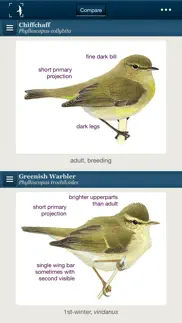 birds of northern europe iphone screenshot 2