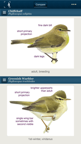 Birds of Northern Europe screenshot
