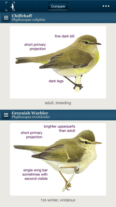 Screenshot #2 pour Birds of Northern Europe