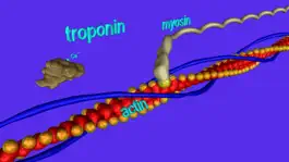 Game screenshot Muscle and Molecular Motors mod apk
