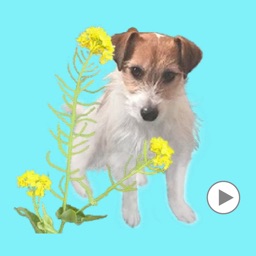 Jack Russell Animation 1