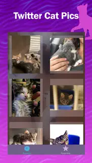 kitter: live cat pics iphone screenshot 3