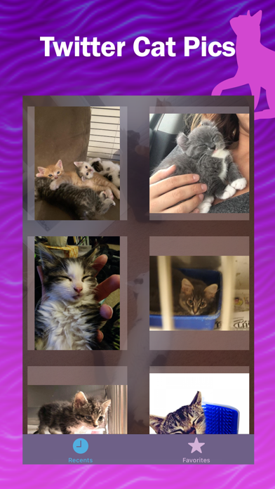 Kitter: Live Cat Pics screenshot 3