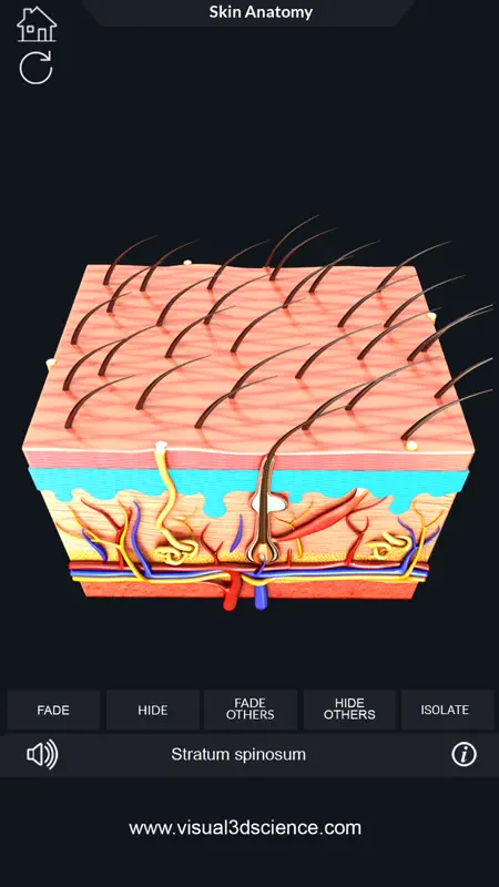 My Skin Anatomy screenshot 3 of 8