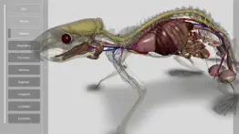 3d rat anatomy iphone images 4