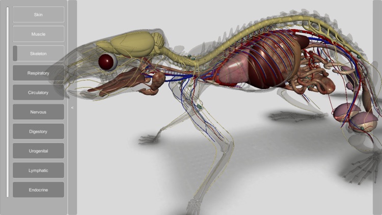 3D Rat Anatomy screenshot-3
