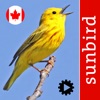 Bird Song Id Canada birdsongs