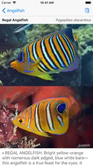 deep blue divers fish guide iphone screenshot 3