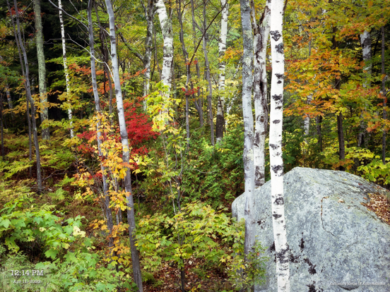 Screenshot #4 pour VG Gallery