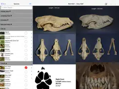 Stuarts North American Mammals iPad image 2