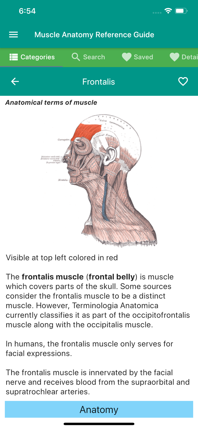 Muscle Anatomy Reference Guide