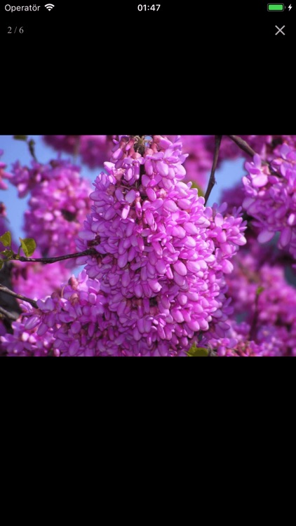 Konuşan Ağaç screenshot-3