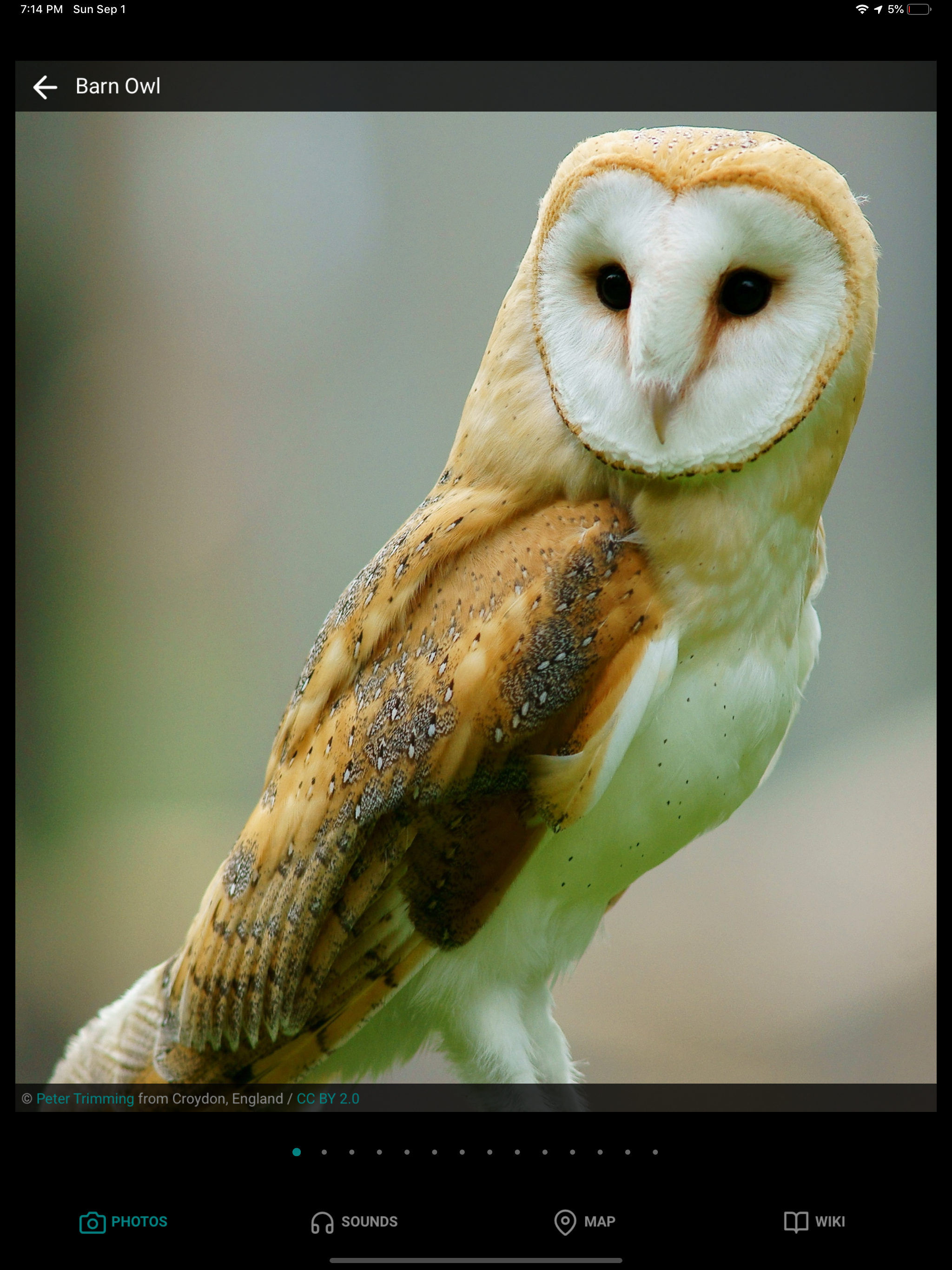 GoBird - Guide to Nearby Birds