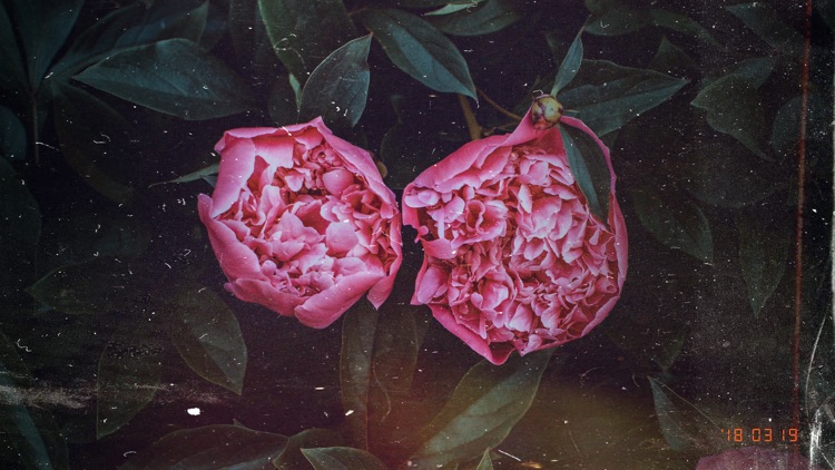 Quick Cam - Retro Film Camera