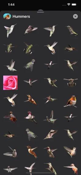 Game screenshot Hummingbird Sticker Pack hack