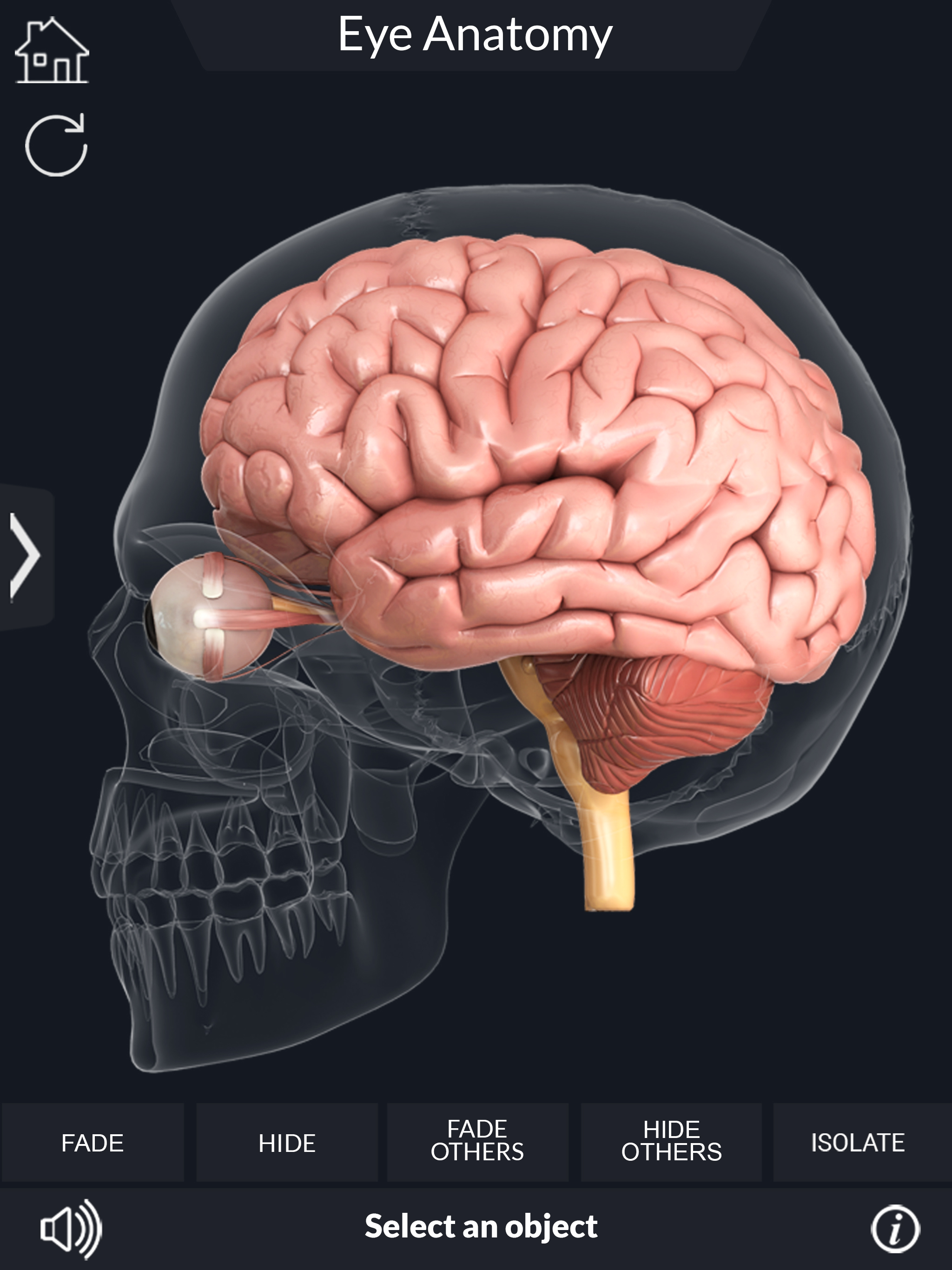 My Eye Anatomy