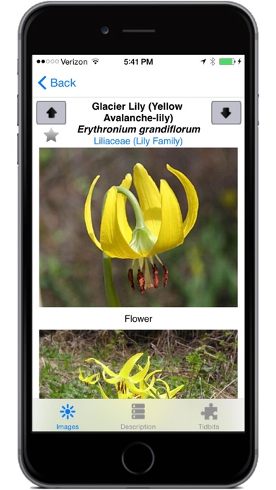 Glacier Wildflowers Screenshot