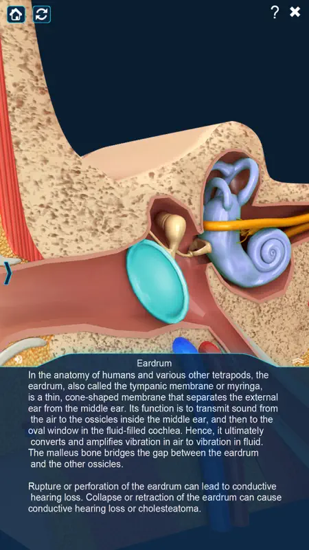 My Ear Anatomy screenshot 3 of 9