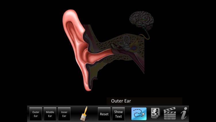 Ear ID