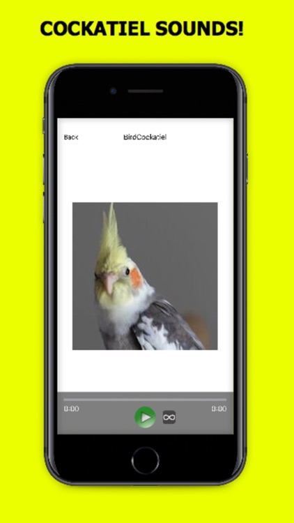 Cockatiel Sounds+ Bird Sounds!