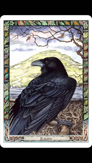 Capture d'écran de Druid Oracle Cards sur iPhone 2