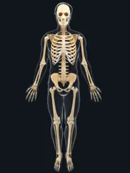 ar skeleton anatomy ipad resimleri 1