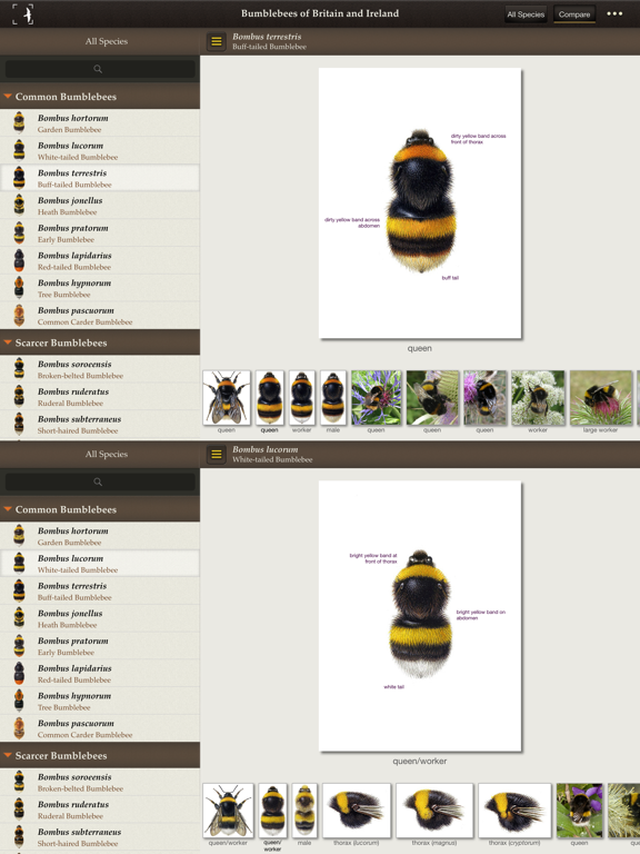Screenshot #5 pour British & Irish Bumblebees