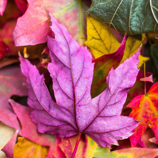Autumn Wallpapers: HD