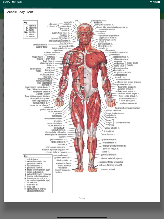 Screenshot #6 pour Muscle Anatomy Reference Guide