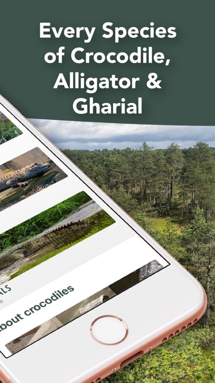 Crocodile, Alligator, Gharials