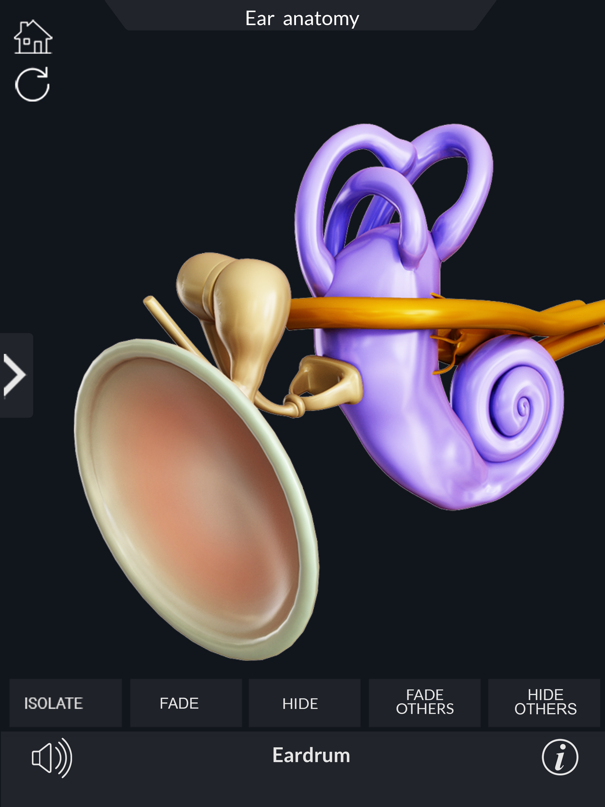 My Ear Anatomy screenshot 10