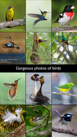 BirdsEye Bird Finding Guideのおすすめ画像1