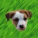 Cute Puppy - Stickers app icon - Stickers app for iPhone