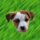 Cute Puppy - Stickers app icon - Stickers app for iPhone