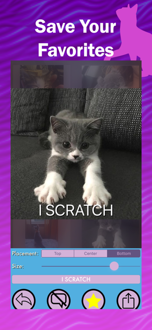 Kitter: Live Cat Pics(圖3)-速報App