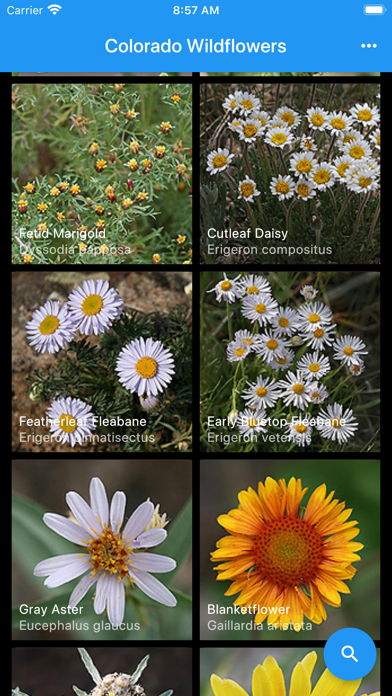 Colorado Wildflowers Guide Screenshot