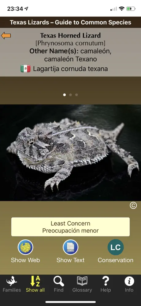 Texas Lizards