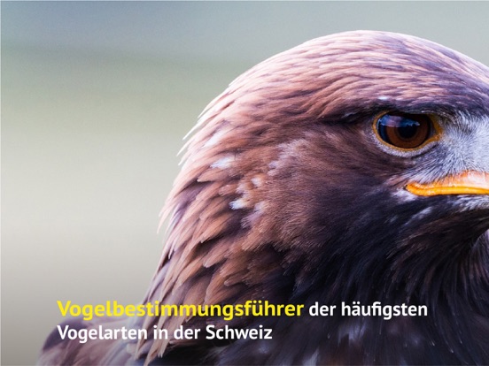 Screenshot #5 pour Vögel der Schweiz - Fotoguide