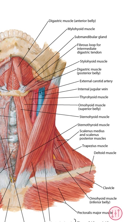 Anatomy Atlas, USMLE, Clinical screenshot-3