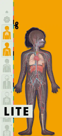 Game screenshot Человеческое тело от LITE mod apk