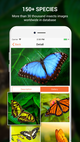 Insect identifier by photo screenshot