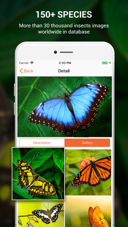 Insect identifier by photo screenshot-5